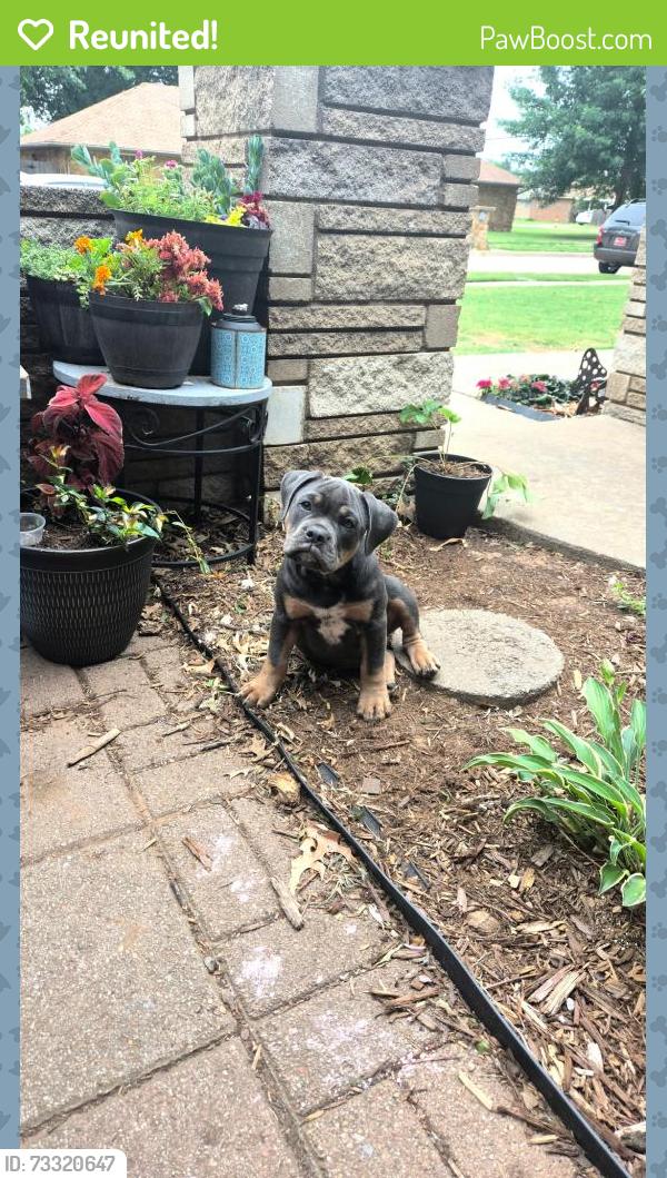 Reunited Male Dog last seen Santa Fe, Sw 99th st, okc, ok 73139, Oklahoma City, OK 73139