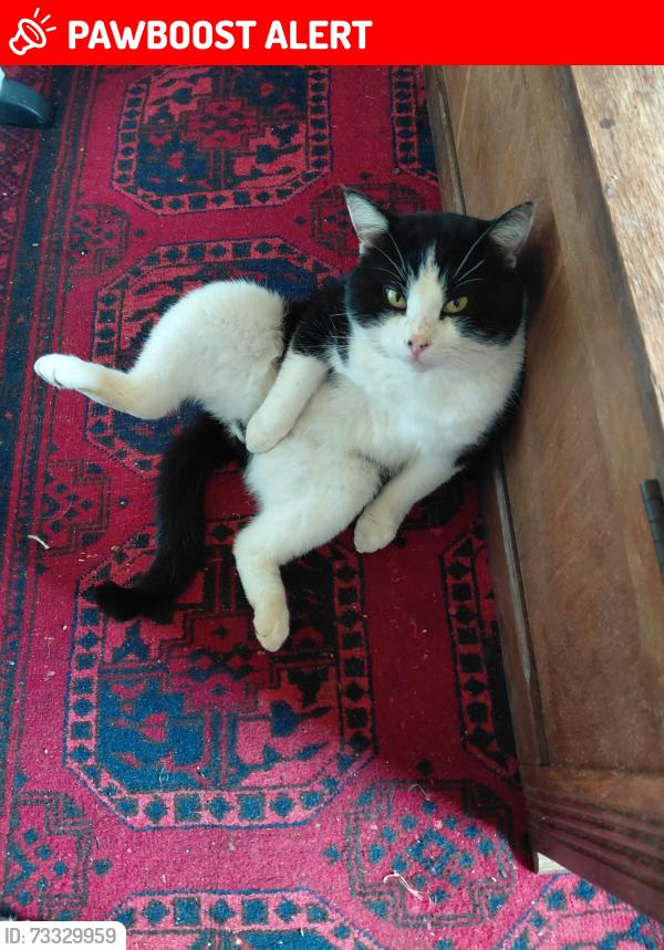 Lost Male Cat last seen The black shed cafe, Slimbridge, England GL2 7BP
