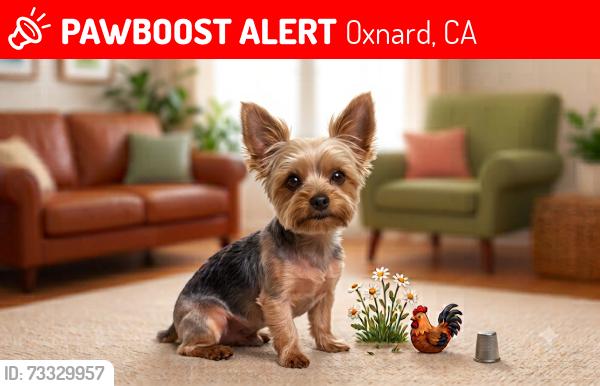 Lost Female Dog last seen Lemonwood, Oxnard, CA 93033