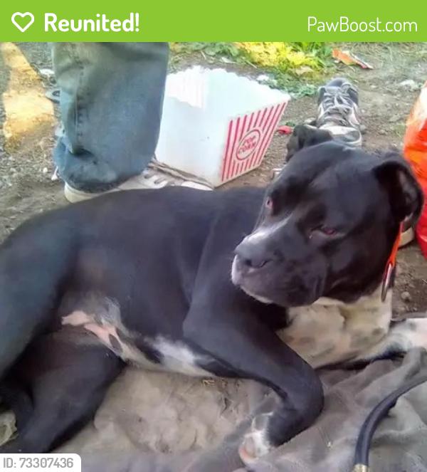 Reunited Female Dog last seen Kermit&longview, Stockton, CA 95202