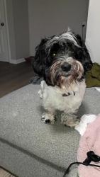 Reunited Male Dog last seen Ruesta drive, Spanish Lake, MO 63138