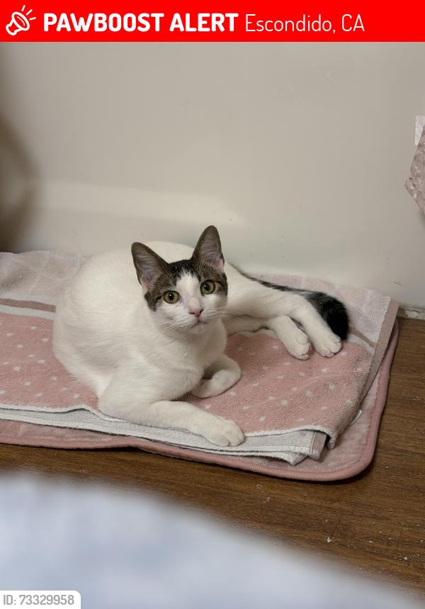 Lost Female Cat last seen E El Norte parkway, Escondido, CA 92027