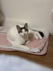Lost Female Cat last seen E El Norte parkway, Escondido, CA 92027
