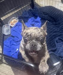 Found/Stray Male Dog last seen Edison Ave & Bon View Ave Ontario, CA, Ontario, CA 91762