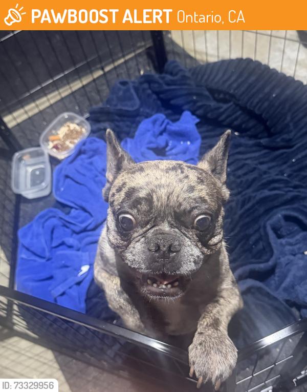 Found/Stray Male Dog last seen Edison Ave & Bon View Ave Ontario, CA, Ontario, CA 91762