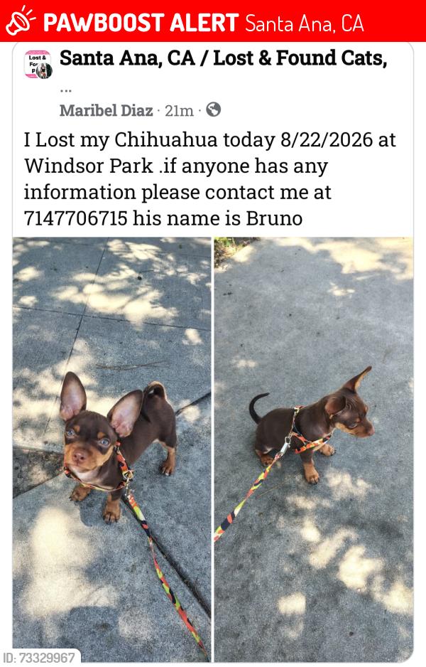 Lost Male Dog last seen Fairview and edinger, Santa Ana, CA 92704