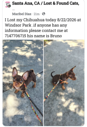 Lost Male Dog last seen Fairview and edinger, Santa Ana, CA 92704