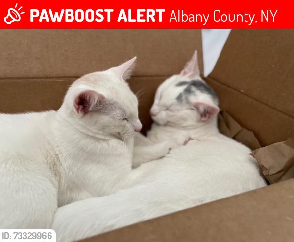 Lost Male Cat last seen Beaver dam road and Thacher park road, Albany County, NY 12186