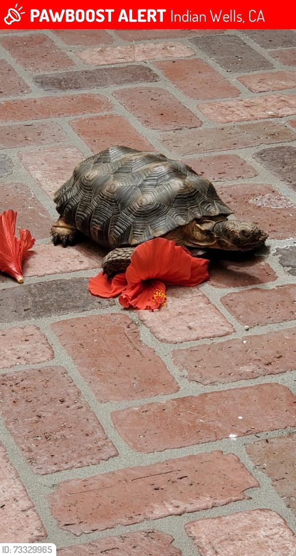Lost Male Reptile last seen El Dorado and Highway 111, Indian Wells, CA 92210