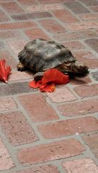 Lost Male Reptile last seen El Dorado and Highway 111, Indian Wells, CA 92210