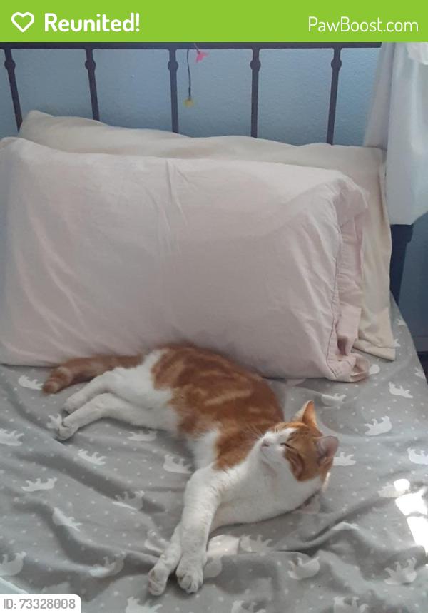 Reunited Male Cat last seen N 49th and Defiance St, Tacoma, WA 98407