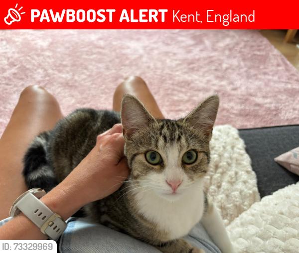 Lost Female Cat last seen In back garden behind central road hses, Kent, England 