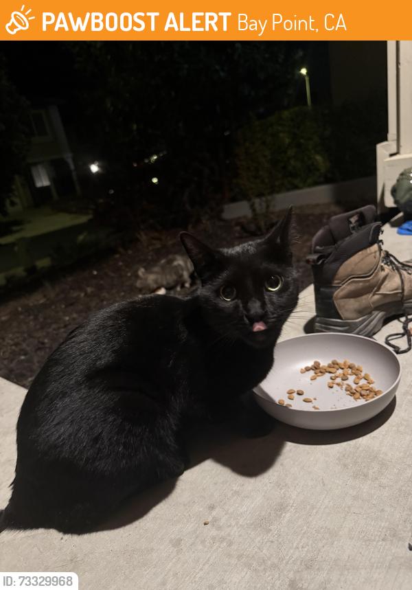 Found/Stray Unknown Cat last seen Driftwood circle, Bay Point, CA 94565