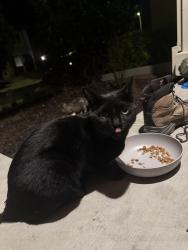 Found/Stray Unknown Cat last seen Driftwood circle, Bay Point, CA 94565