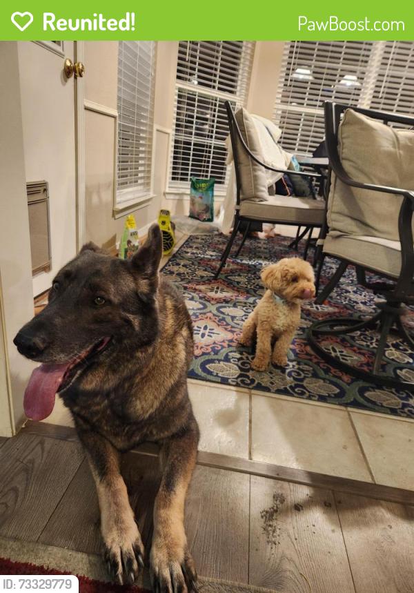 Reunited Male Dog last seen Paradise and Davenport, Paradise Hills, NM 87114