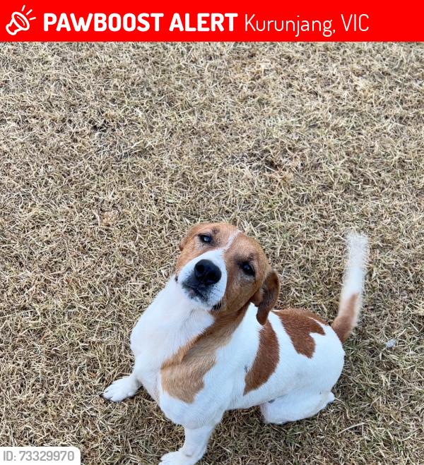 Lost Male Dog last seen Near Gisborne Melton Road, Kurunjang, VIC 3337