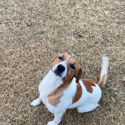 Lost Male Dog last seen Near Gisborne Melton Road, Kurunjang, VIC 3337