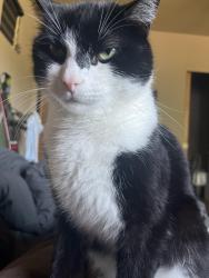 Reunited Male Cat last seen 29th and Knott, Portland, OR 97212