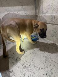 Shelter Stray Male Dog last seen WILSON AND BRUCE, 655 N Mojave Rd, Las Vegas, NV 89101, USA