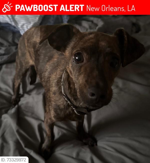 Lost Male Dog last seen Piety & Claiborne, New Orleans, LA 70117