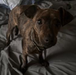 Lost Male Dog last seen Piety & Claiborne, New Orleans, LA 70117
