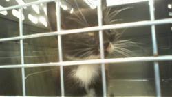 Shelter Stray Male Cat last seen CHARLOTTE, 8315 Byrum Dr, Charlotte, NC 28217, USA