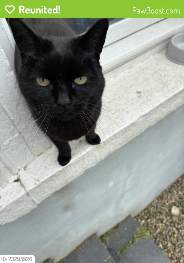 Reunited Female Cat last seen Near Presbyterian church, Ards and North Down, Northern Ireland BT18 0NT