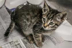 Shelter Stray Male Cat last seen CHARLOTTE, 8315 Byrum Dr, Charlotte, NC 28217, USA