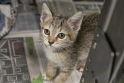 Shelter Stray Female Cat last seen CHARLOTTE, 8315 Byrum Dr, Charlotte, NC 28217, USA