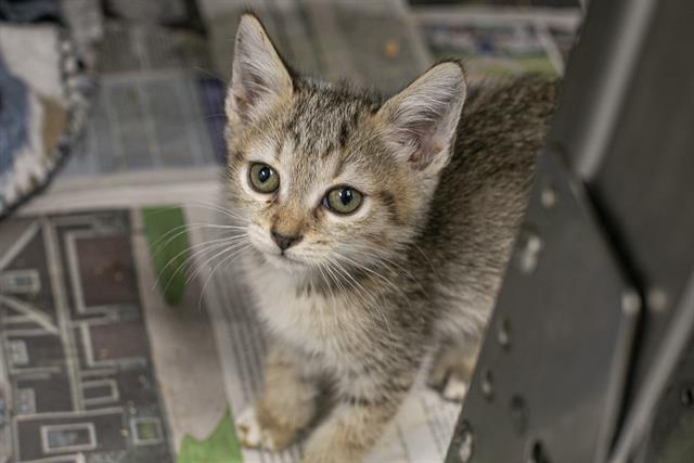 Shelter Stray Female Cat last seen CHARLOTTE, 8315 Byrum Dr, Charlotte, NC 28217, USA