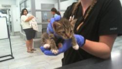 Shelter Stray Male Cat last seen CHARLOTTE, 8315 Byrum Dr, Charlotte, NC 28217, USA