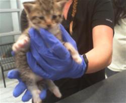 Shelter Stray Female Cat last seen CHARLOTTE, 8315 Byrum Dr, Charlotte, NC 28217, USA
