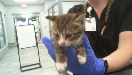 Shelter Stray Female Cat last seen CHARLOTTE, 8315 Byrum Dr, Charlotte, NC 28217, USA