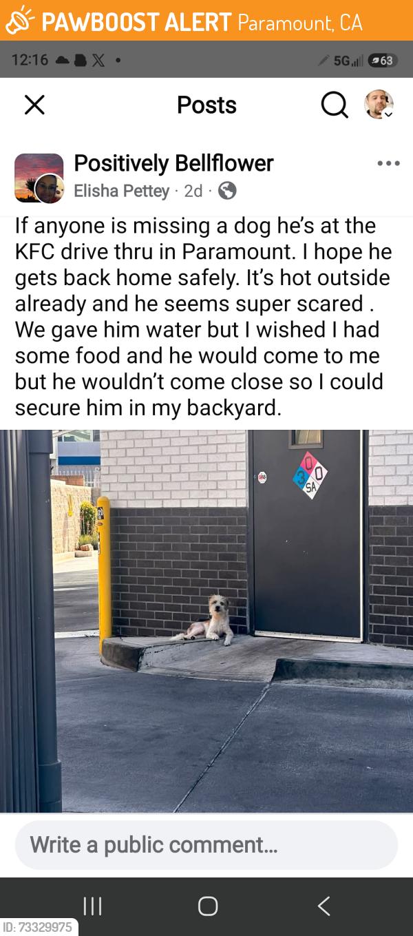 Found/Stray Unknown Dog last seen KFC drive thru Paramount, Paramount, CA 90805