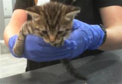 Shelter Stray Male Cat last seen CHARLOTTE, 8315 Byrum Dr, Charlotte, NC 28217, USA