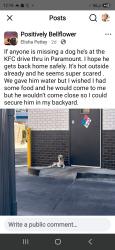 Found/Stray Unknown Dog last seen KFC drive thru Paramount, Paramount, CA 90805