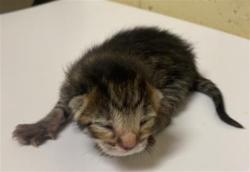 Shelter Stray Male Cat last seen POCKET RD & FREEPORT BLVD, 2127 Front St, Sacramento, CA 95818, USA