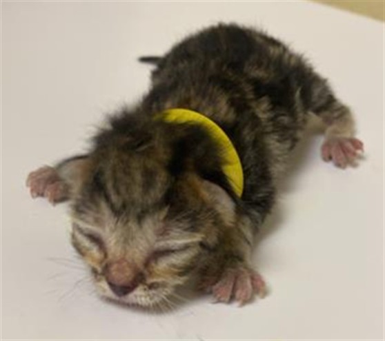 Shelter Stray Female Cat last seen POCKET RD & FREEPORT BLVD, 2127 Front St, Sacramento, CA 95818, USA