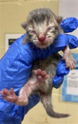 Shelter Stray Male Cat last seen POCKET RD & FREEPORT BLVD, 2127 Front St, Sacramento, CA 95818, USA