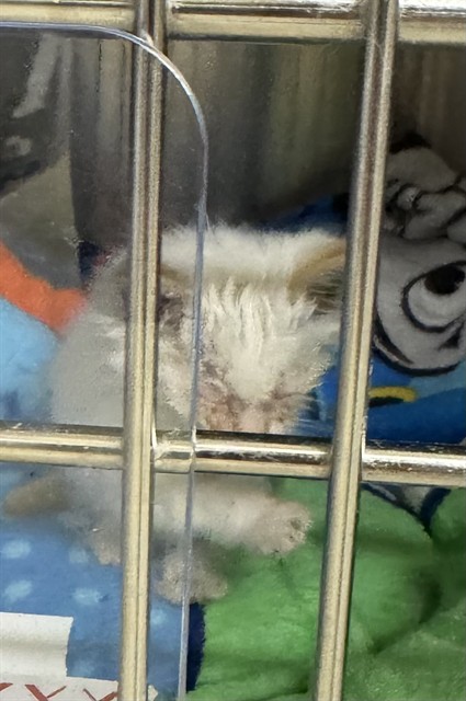 Shelter Stray Male Cat last seen ALBRAE ST, 1950 Stevenson Blvd, Fremont, CA 94538, USA
