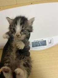 Shelter Stray Female Cat last seen RICHION DR & PARAMOUNT CIR, 2127 Front St, Sacramento, CA 95818, USA
