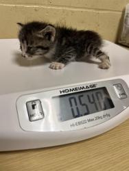 Shelter Stray Female Cat last seen RICHION DR & PARAMOUNT CIR, 2127 Front St, Sacramento, CA 95818, USA