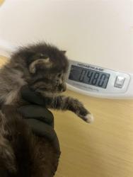 Shelter Stray Female Cat last seen RICHION DR & PARAMOUNT CIR, 2127 Front St, Sacramento, CA 95818, USA
