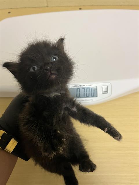 Shelter Stray Male Cat last seen RICHION DR & PARAMOUNT CIR, 2127 Front St, Sacramento, CA 95818, USA