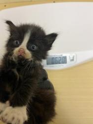 Shelter Stray Female Cat last seen RICHION DR & PARAMOUNT CIR, 2127 Front St, Sacramento, CA 95818, USA