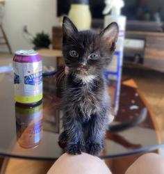 Shelter Stray Male Cat last seen MELVILLE DR & TOLKIEN AVE, 2127 Front St, Sacramento, CA 95818, USA