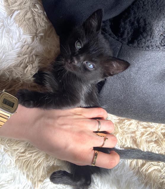 Shelter Stray Male Cat last seen MELVILLE DR & TOLKIEN AVE, 2127 Front St, Sacramento, CA 95818, USA