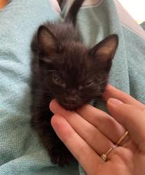 Shelter Stray Male Cat last seen MELVILLE DR & TOLKIEN AVE, 2127 Front St, Sacramento, CA 95818, USA