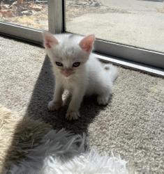 Shelter Stray Female Cat last seen MELVILLE DR & TOLKIEN AVE, 2127 Front St, Sacramento, CA 95818, USA
