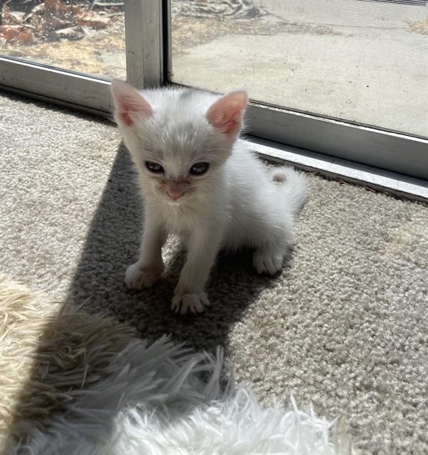 Shelter Stray Female Cat last seen MELVILLE DR & TOLKIEN AVE, 2127 Front St, Sacramento, CA 95818, USA